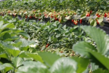 高設ハウスにずらっと並んだ苺