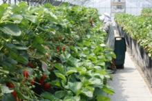 ハウスの清掃中