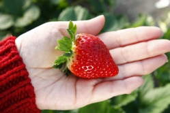 ツヤツヤの苺が出来ています