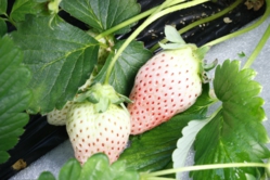 これが噂の新種の白い苺