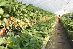 高設も順調に育っています