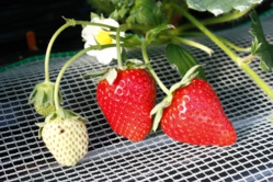 高設の「ふさのか」