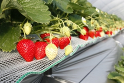 紅ほっぺもおいしいですよ