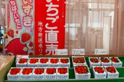 直売所にも並び始めました