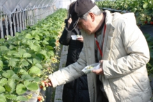 苺通の方にも味わって頂きたいのが「ふさのか」