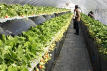 さちのか、紅ほっぺも人気です