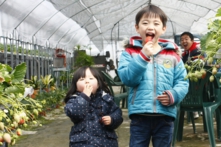 高設栽培ハウスで仲良く食べました