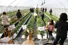 土耕栽培は甘さが乗っています