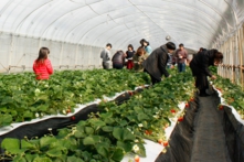 お子様は土耕が摘みやすいです