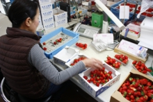 苺を箱に詰める作業中です