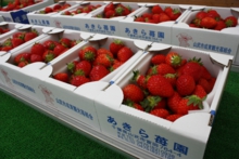 直売の苺を並べました