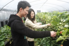 カップルで苺狩りっていいですね