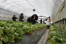 高設ハウスが終わったので、土耕を解放しました