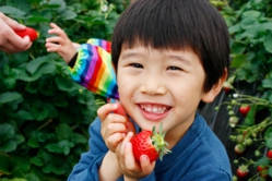 大きなとちおとめ