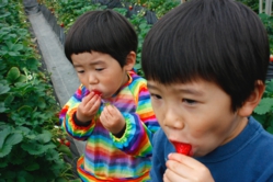 兄弟で苺に夢中です