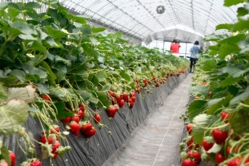 味が乗っている土耕栽培のとちおとめ