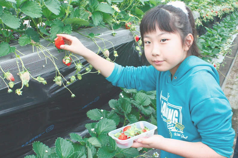 べにほっぺがたくさん出来ています