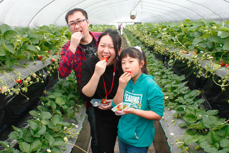 べにほっぺがたくさん出来ています