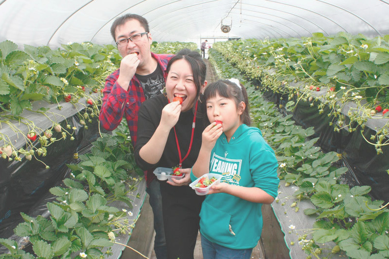 べにほっぺがたくさん出来ています