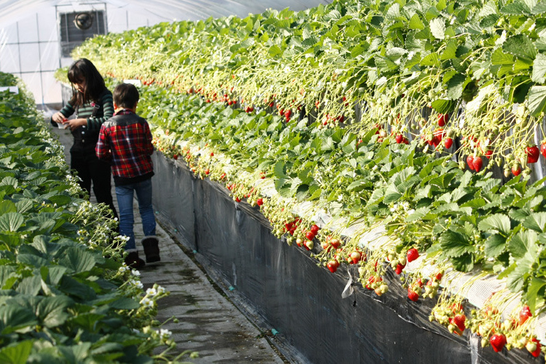 べにほっぺがたくさん出来ています