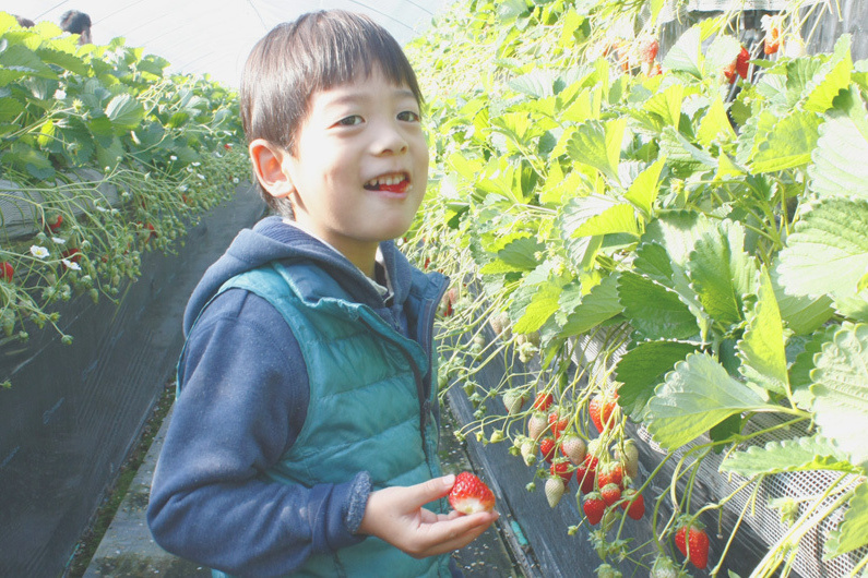 べにほっぺがたくさん出来ています