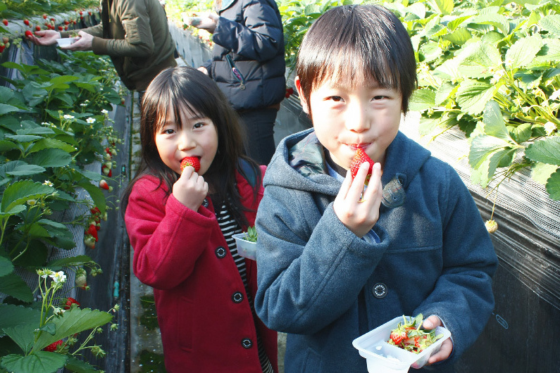 べにほっぺがたくさん出来ています