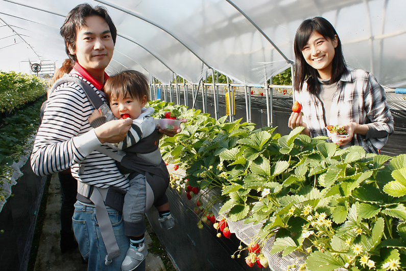 べにほっぺがたくさん出来ています