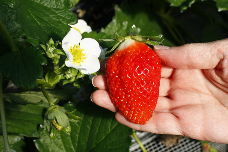 べにほっぺがたくさん出来ています