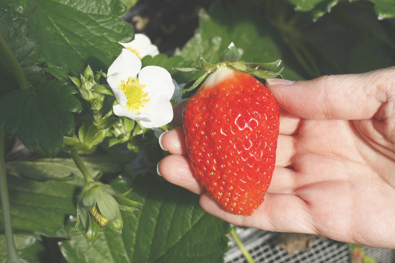 べにほっぺがたくさん出来ています