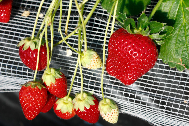 高設栽培の真紅の美鈴