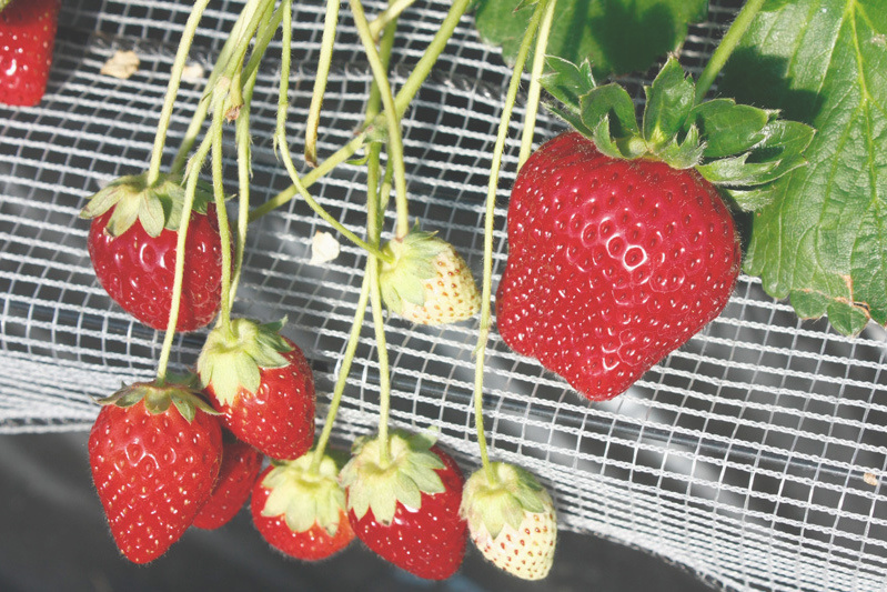 高設栽培の真紅の美鈴