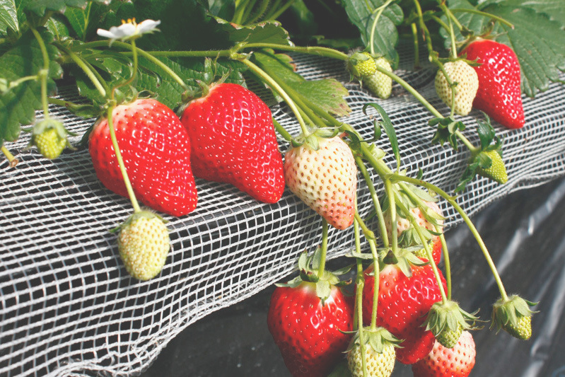 少ないですが、チーバベリーも