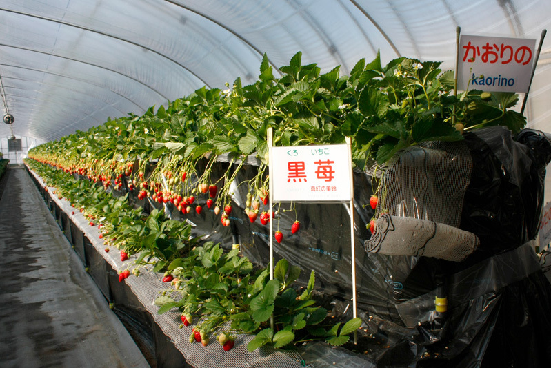 「 黒苺」は少なくて貴重です