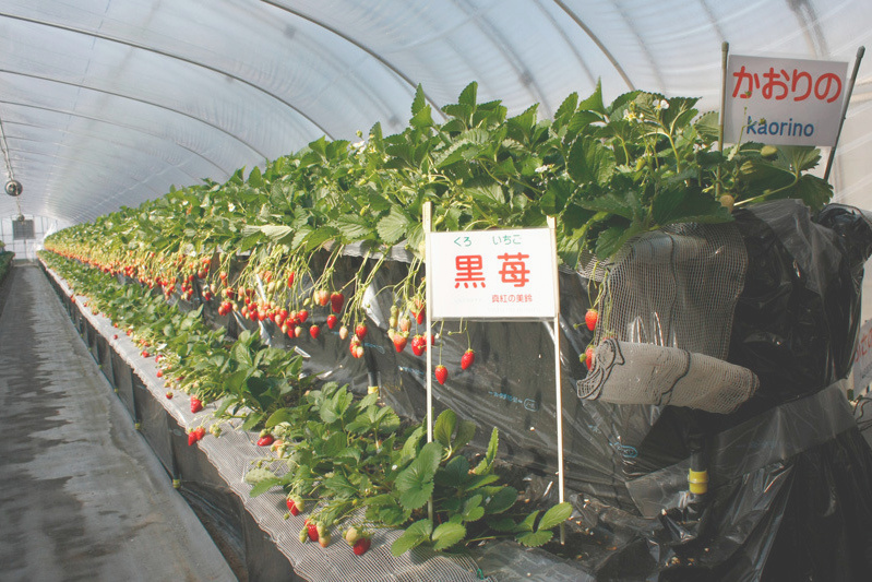 「 黒苺」は少なくて貴重です