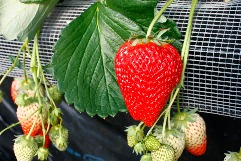 「べにほっぺ」は安定したおいしさ