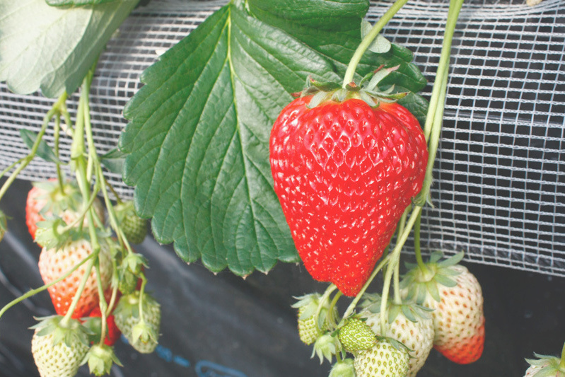 「べにほっぺ」は安定したおいしさ