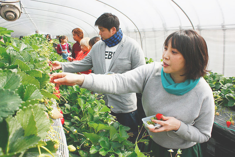 べにほっぺがたくさん出来ています