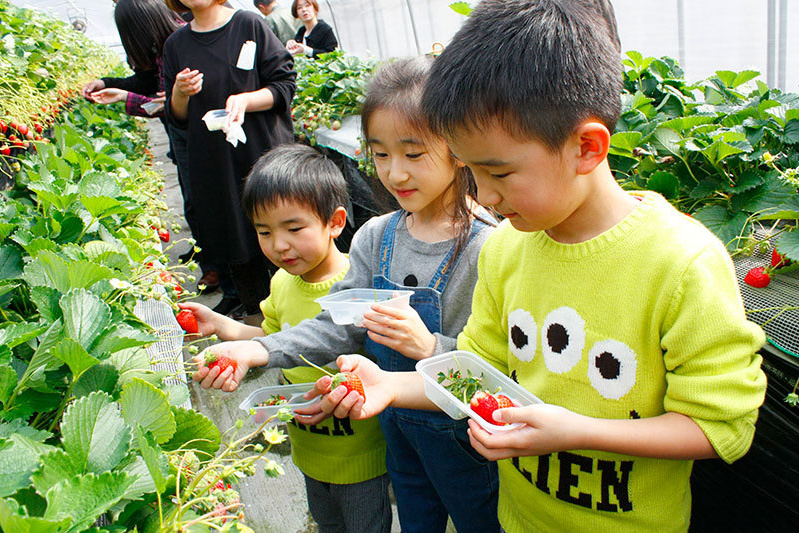 べにほっぺがたくさん出来ています