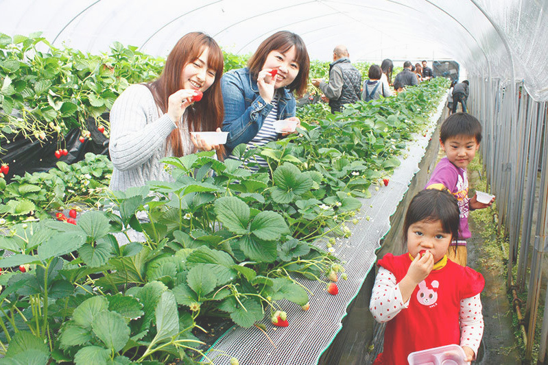 べにほっぺがたくさん出来ています