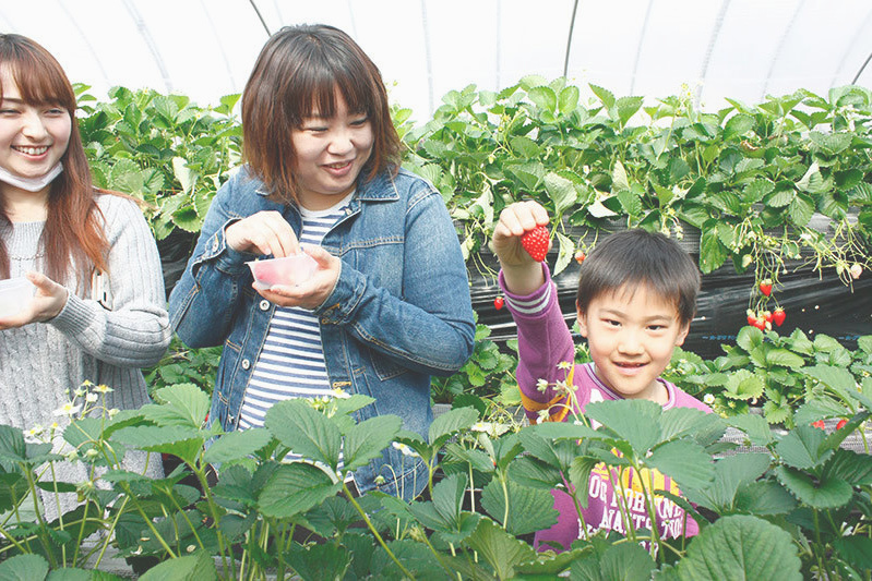 べにほっぺがたくさん出来ています