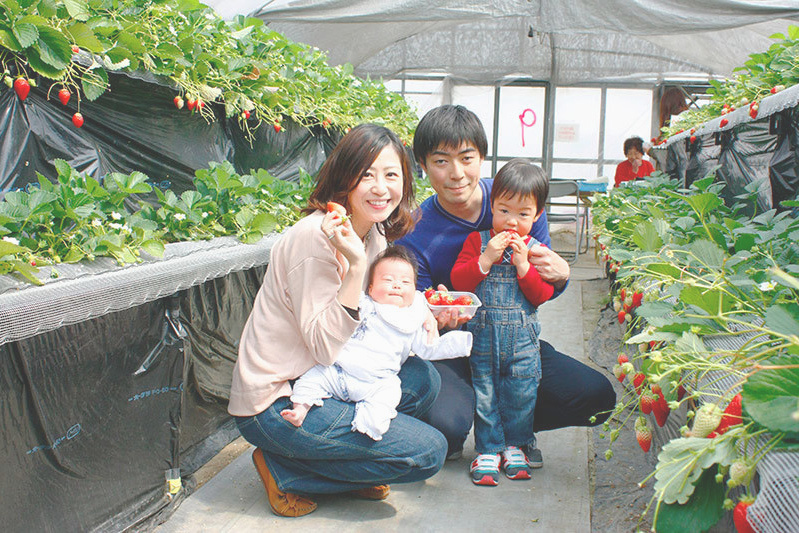 べにほっぺがたくさん出来ています