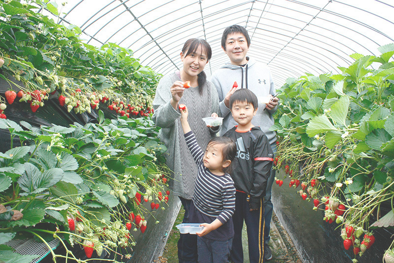 べにほっぺがたくさん出来ています