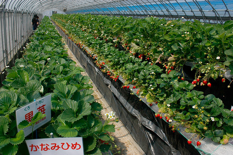 べにほっぺがたくさん出来ています