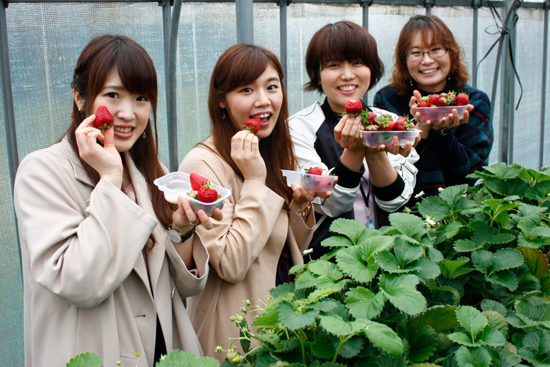 べにほっぺがたくさん出来ています