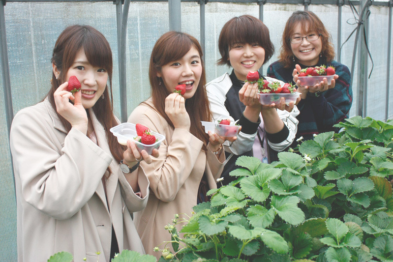 べにほっぺがたくさん出来ています