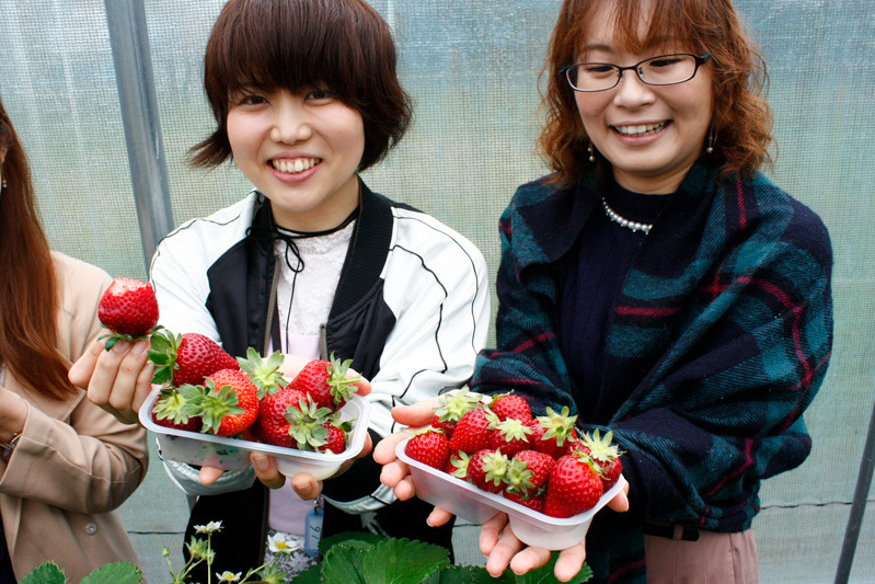 べにほっぺがたくさん出来ています