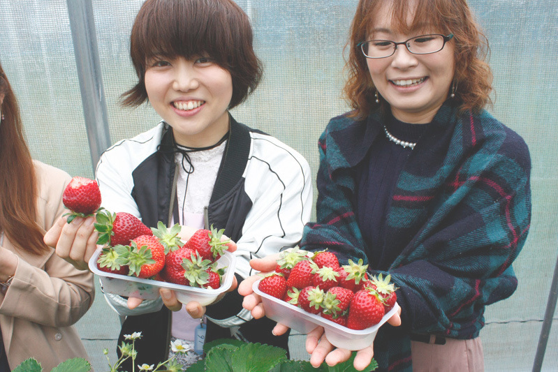 べにほっぺがたくさん出来ています