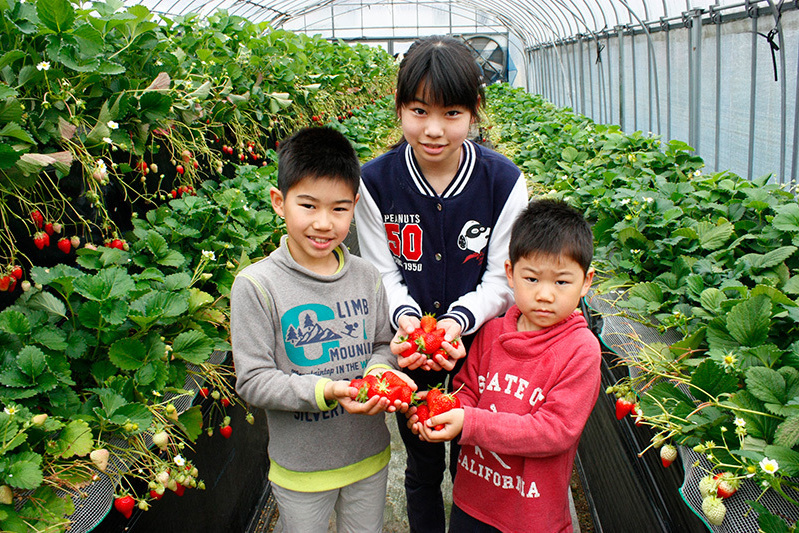 べにほっぺがたくさん出来ています