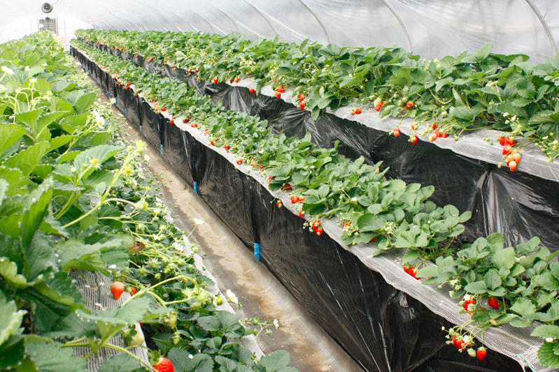 新種の恋みのり