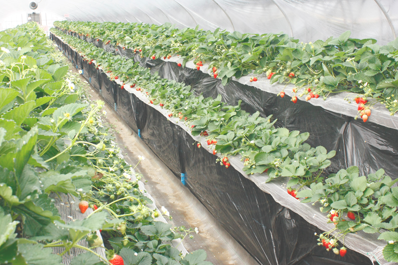 新種の恋みのり